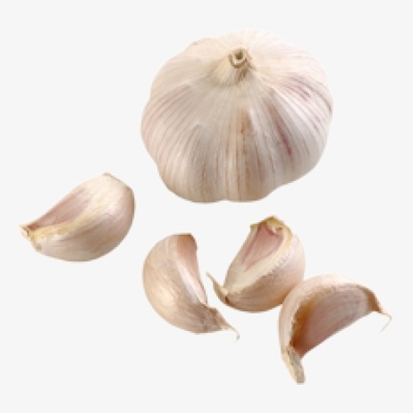 Hill Garlic Single